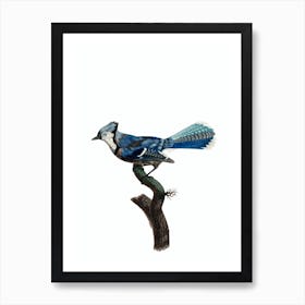 Vintage Blue Jay Bird Illustration on Pure White Art Print