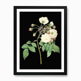 Vintage Adelia Aurelianensis Botanical Illustration on Solid Black n.0930 Art Print