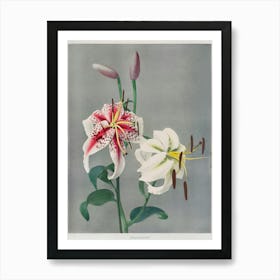 Lily, Hand Colored Collotype From Some Japanese Flowers (1897), Kazumasa Ogawa 1 Art Print