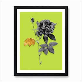 Vintage French Rose Black and White Gold Leaf Floral Art on Chartreuse n.0625 Art Print