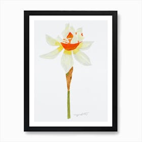 Daffodil 6 Art Print