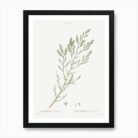 French Tamarisk, Pierre Joseph Redoute Art Print