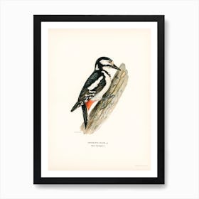 Great Spotted Woodpecker Female (Dryobates Major), The Von Wright Brothers Art Print