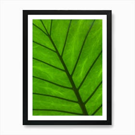 Green Leaf Art Print