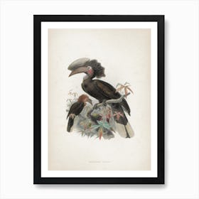 Vintage Keulemans 1 Sphagolobus Atratus Art Print