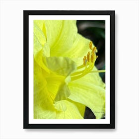 Yellow Lily Art Print