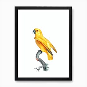 Vintage Yellow Senegal Parrot Bird Illustration on Pure White Art Print