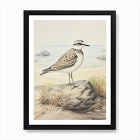 Vintage Bird Drawing Grey Plover 1 Art Print