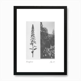 Foxglove Botanical Collage 3 Art Print
