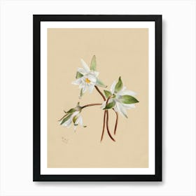 Vintage Botanical Mary Vaux Walcott _2732430 Art Print