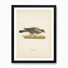 Common Wood Pigeon (Columba Palumbus), The Von Wright Brothers Art Print