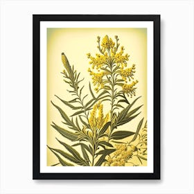 Goldenrod 1 Floral Botanical Vintage Poster Flower Art Print