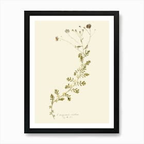 Botanical Illustration 1 Art Print