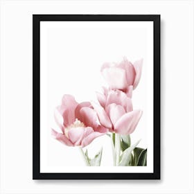 Pink Tulips Art Print