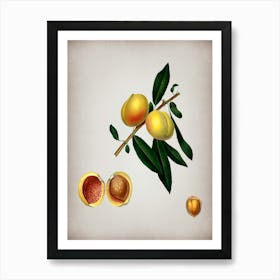 Vintage Peach Botanical on Parchment n.0767 Art Print