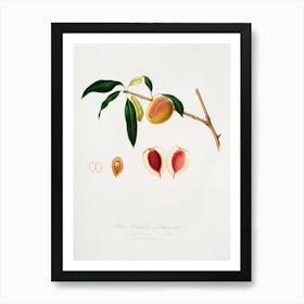 Peach (Persica Amygdalus) From Pomona Italiana (1817 1839), Giorgio Gallesio 1 Art Print