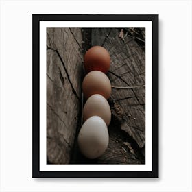 White And Brown Eggs Poster