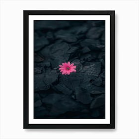 Pink Flower In The Sand Art Print