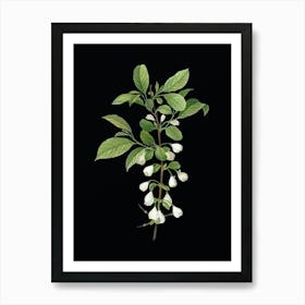 Vintage Mountain Silverbell Botanical Illustration on Solid Black n.0347 Art Print