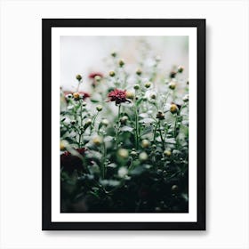 Chrysanthemum Art Print