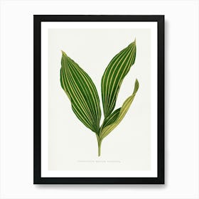 Vintage Botanical Art Print _2643239 Art Print