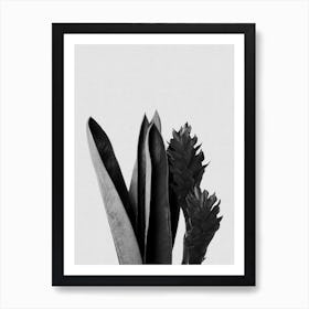 Flower Black & White Art Print