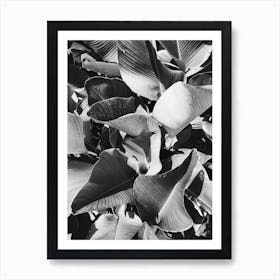Black And White Banana Leaves Art Print