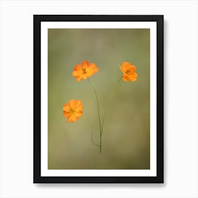 Orange Cosmos Flowers Art Print