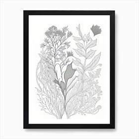 Pleurisy Root Herb William Morris Inspired Line Drawing 2 Art Print