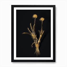 Vintage Allium Carolinianum Botanical in Gold on Black n.0151 Art Print