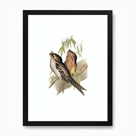 Vintage Marbled Frogmouth Bird Illustration on Pure White n.0246 Art Print