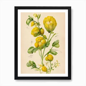 Yellow Flowers Botanical Farmhouse Art Print