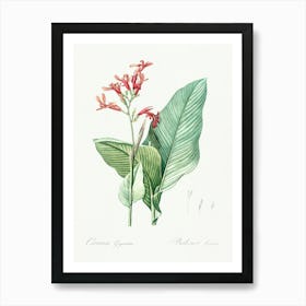 Canna Lily Illustration From Les Liliacées (1805), Pierre Joseph Redoute Art Print