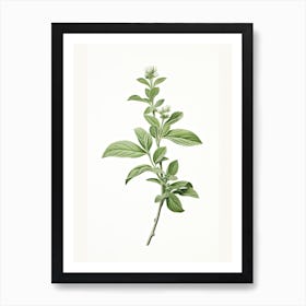 Stevia Vintage Botanical Herbs 1 Art Print