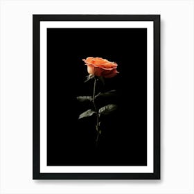 Single Rose On A Black Background 2 Art Print