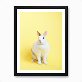 Rabbit On A Yellow Background Art Print