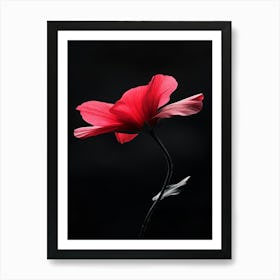 Single Red Poppy Flower Art Print