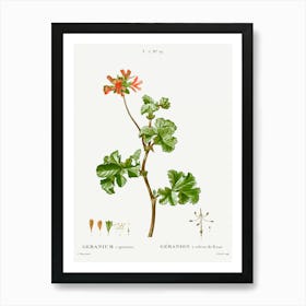 Rose Geranium, Pierre Joseph Redoute Art Print