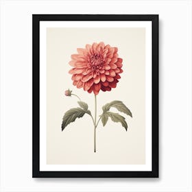 Dahlias Flower Vintage Botanical 1 Art Print