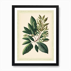 Tea Tree Leaf Vintage Botanical Art Print