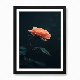 Dark Rose 162 Art Print