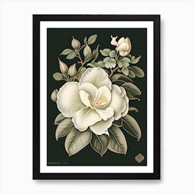 Gardenia 1 Floral Botanical Vintage Poster Flower Art Print