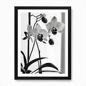 Phragmipedium Orchids Ink 1 Art Print