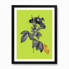 Vintage Boursault Rose Black and White Gold Leaf Floral Art on Chartreuse n.0146 Art Print