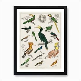 Collection Of Various Birds, Oliver Goldsmith     Art Print
