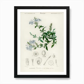 Plumbago Capensis, Charles Dessalines D' Orbigny Art Print