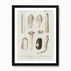 Different Type Of Mollusks, Charles Dessalines D'Orbigny Art Print