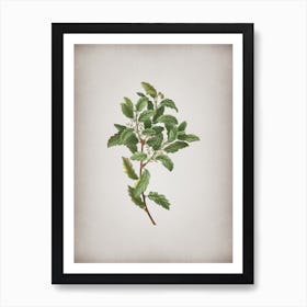 Vintage Evergreen Oak Botanical on Parchment n.0250 Art Print