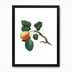 Vintage Pear Botanical Illustration on Pure White n.0053 Art Print