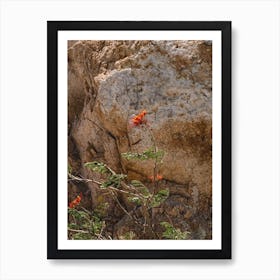 Mexico Mountain Flower Art Print